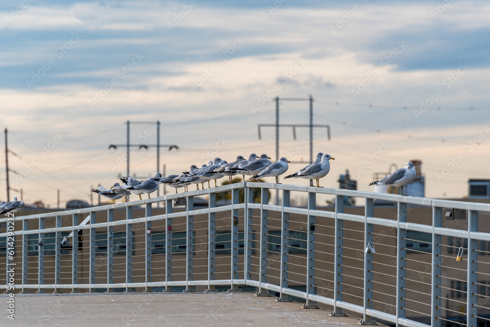 Ring-Billed Gulls Perched On A Bridge Railing During Fall Migration