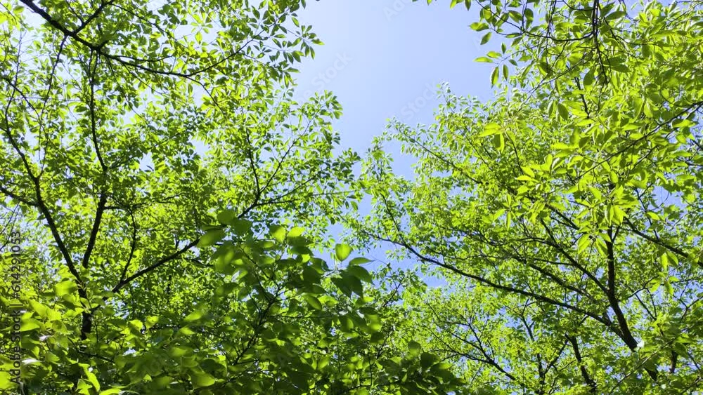 風に揺れる木の葉 風に揺れる木の葉