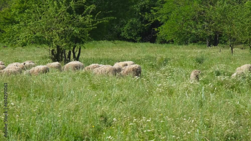 Flock of sheep graze in a clearing in Russian village in summer cloudy day. Concept of farming and agriculture. Portrait of a group of sheep. Horizontal slow motion 4k footage. Flock of sheep graze in a clearing in Russian village in summer cloudy day. Concept of farming and agriculture. Portrait of a group of sheep. Horizontal slow motion 4k footage.