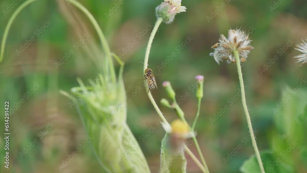 Hoverfly on Swinging Flower Stem: Captivating Nature in the Breeze Hoverfly on Swinging Flower Stem: Captivating Nature in the Breeze