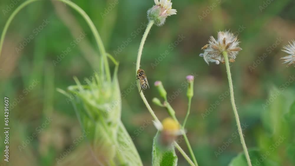 dandelions in the grass and there was one little bee dandelions in the grass and there was one little bee