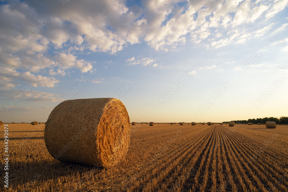 Hay bales on agriculture field after harvest on a sunny summer day