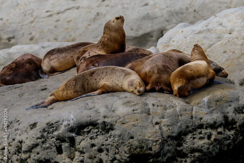 A colony of sea lions along the beaches of Puerto Madryn, Argentina 