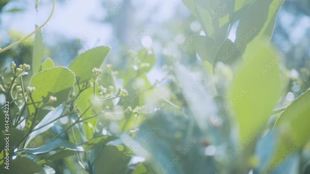 住宅街の植物 住宅街の植物