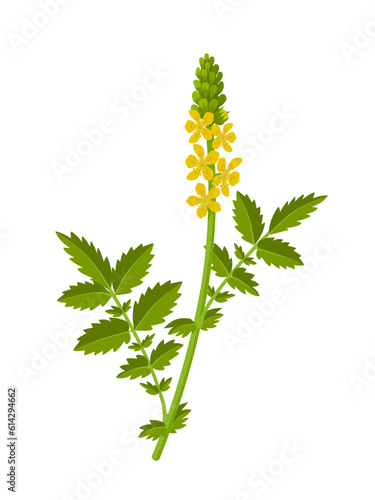Vector illustration, Agrimony or agrimonia eupatoria, isolated on white background.