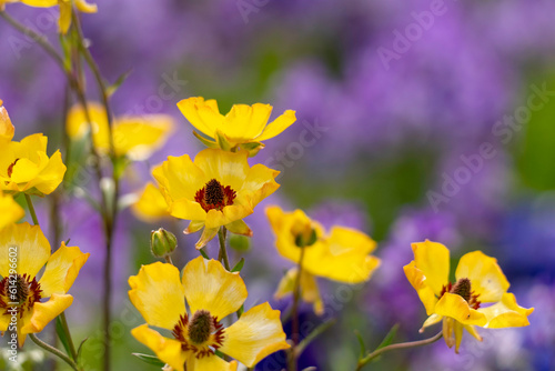 黄色い花 © ANSHIN