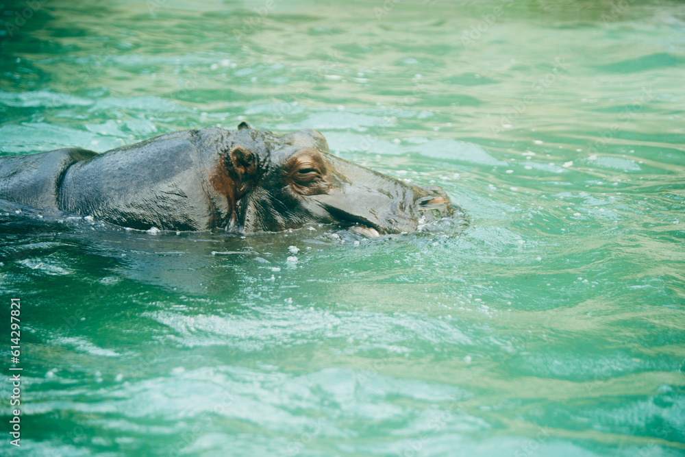 Fototapeta premium かば