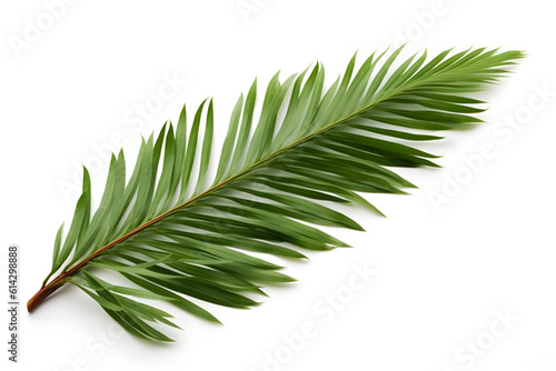 baldcypress Leaf, white background