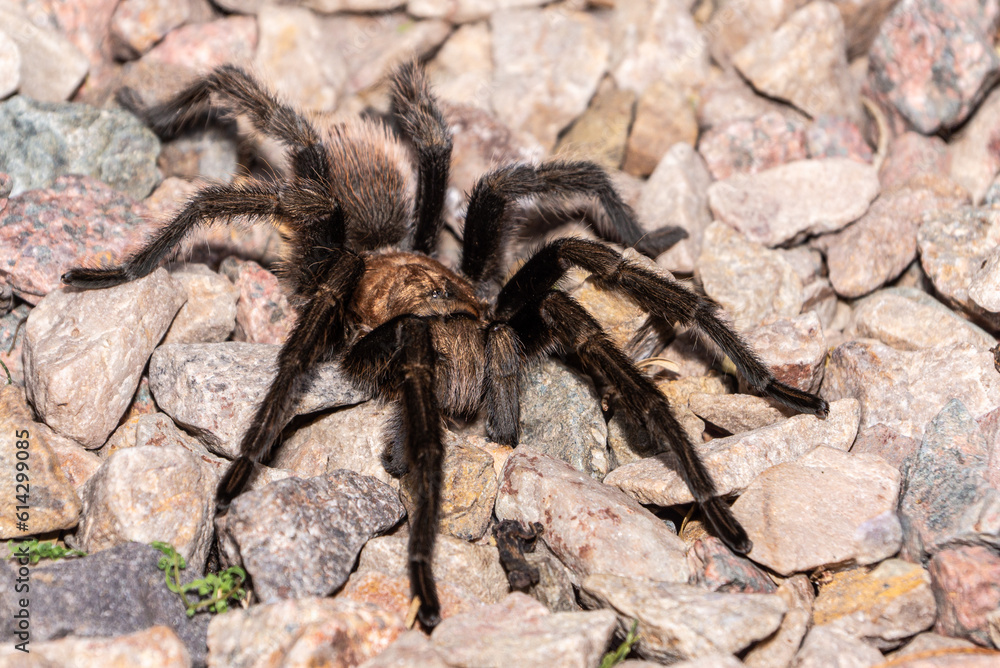 Dark legged tarantula on rocks Dark legged tarantula on rocks