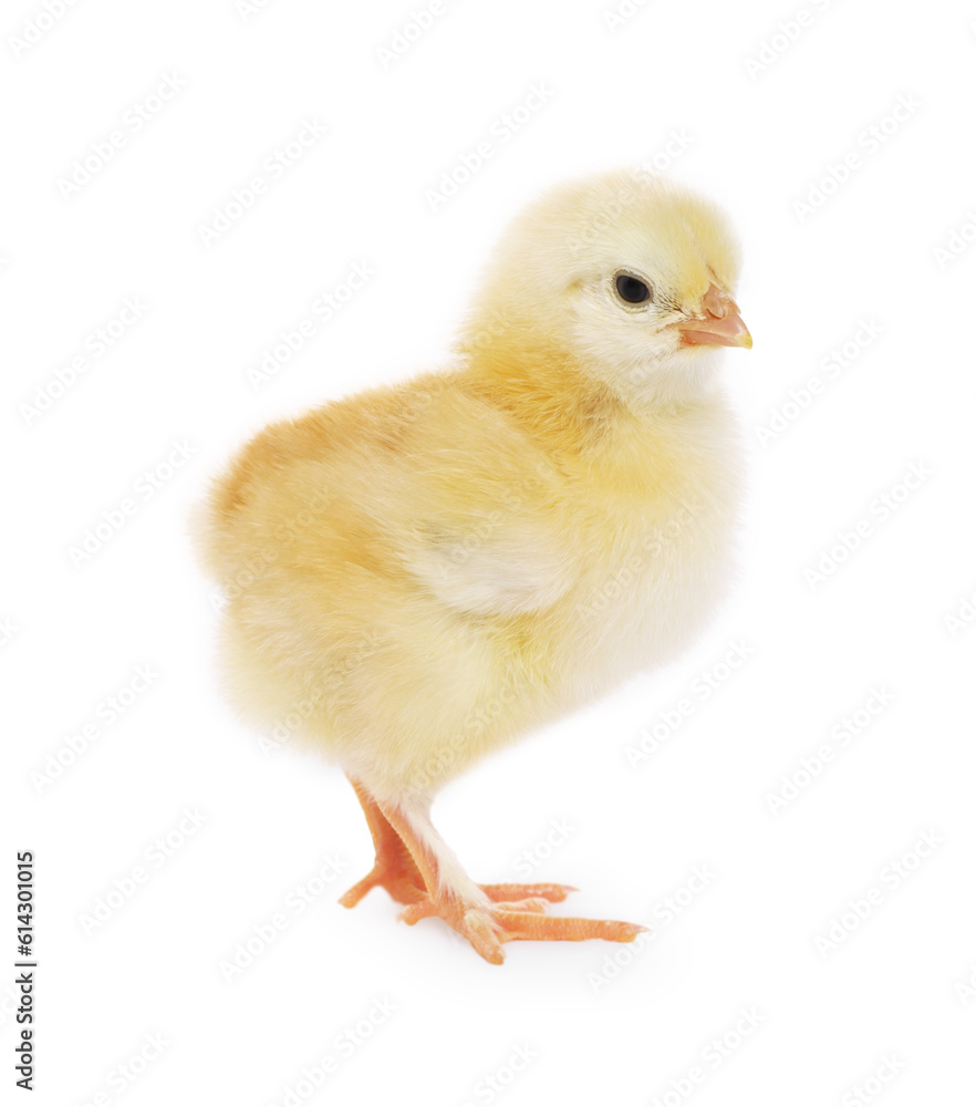 Cute fluffy baby chicken on white background Cute fluffy baby chicken on white background