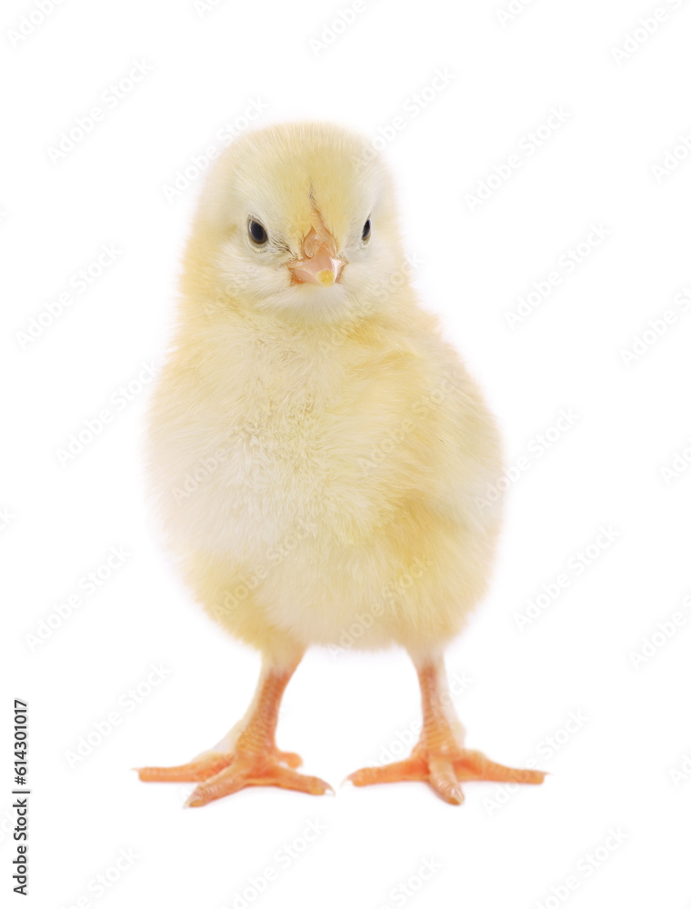 Cute fluffy baby chicken on white background Cute fluffy baby chicken on white background
