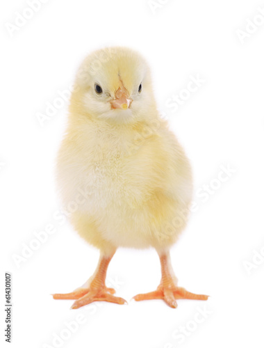Cute fluffy baby chicken on white background