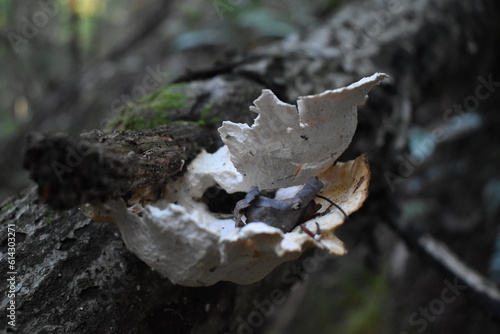 Shelf Mushroom Maine