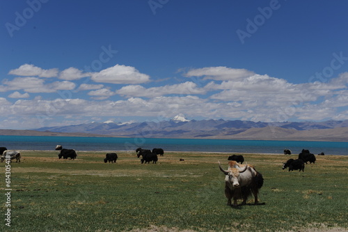 The pastures by Lake Mapam Yumco in southwestern Tibet - Purang photo