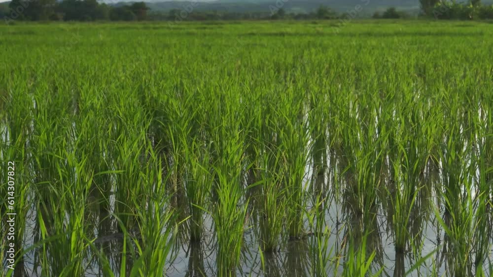 Green rice swaying by the wind and the evening sun