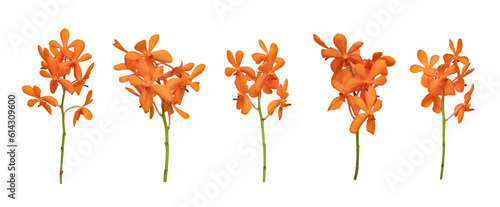 Set of cut out orange mokara orchids stem isolated on white background on summer season photo