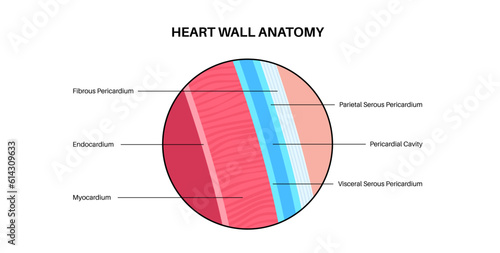 Heart wall anatomy