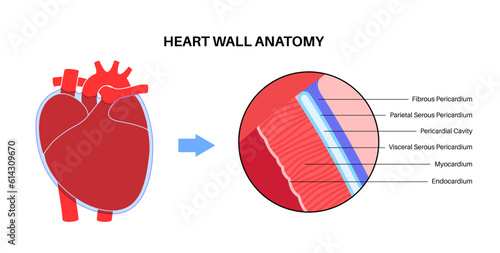 Heart wall anatomy photo
