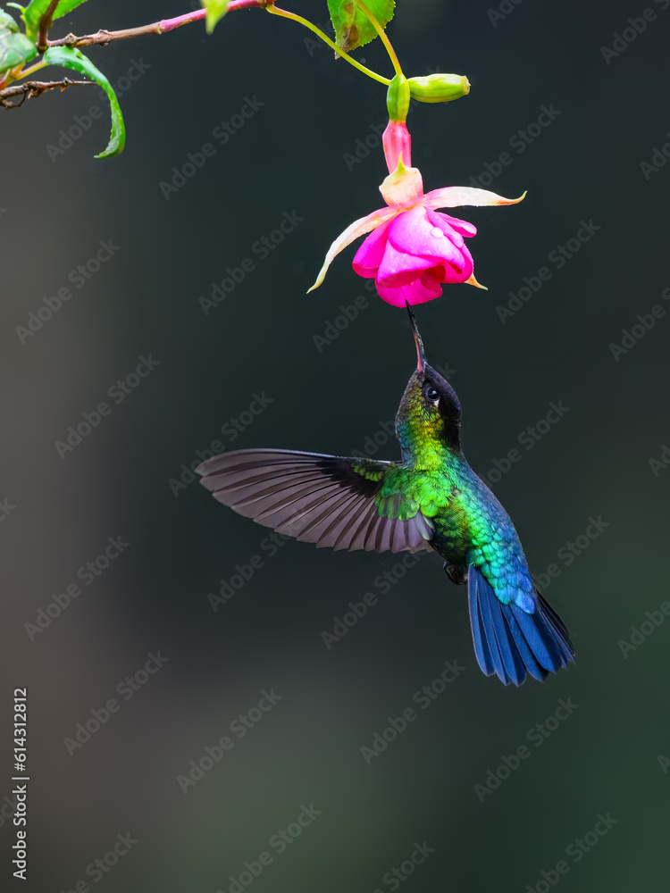 Fiery-throated Hummingbird in flight feeding on pink flower against green background