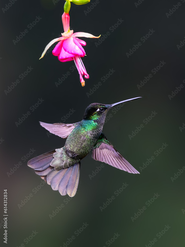 Fototapeta premium Talamanca Hummingbird in flight feeding on pink flower against green background