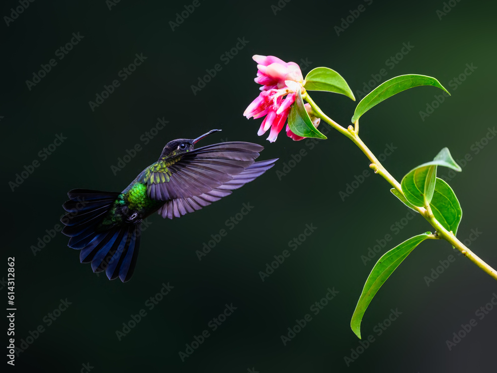 Fiery-throated Hummingbird in flight feeding on pink flower against green background Fiery-throated Hummingbird in flight feeding on pink flower against green background