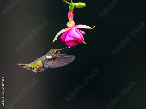 Volcano Hummingbird in flight feeding on pink flower © FotoRequest