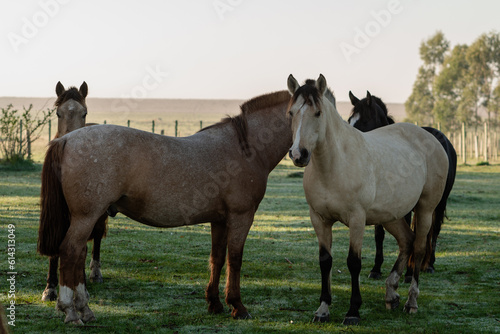 Criollo horses in the countryside of Uruguay. © martinscphoto