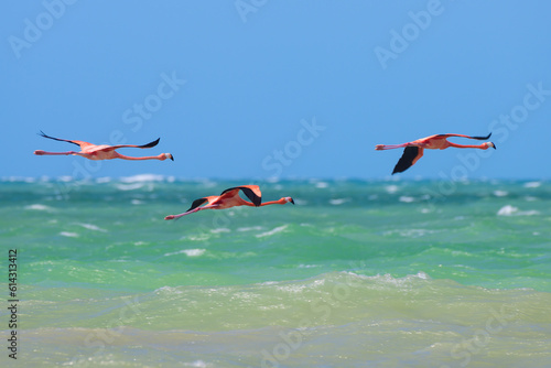 Three American Flamingos Flying Over Turquoise Waters in Yucatan, Mexico