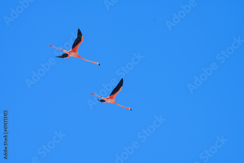 Pair of flamingos in flight against a blue sky background