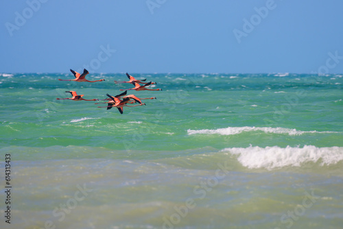 Flamingos flying on the beach of Sisal, Yucatan, México  photo