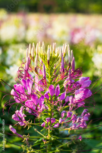 Colorful flowers  bright  beautiful  blurred background and bright morning light