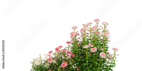isolated flowers rose and plant decoration