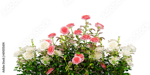 isolated flowers rose and plant decoration
