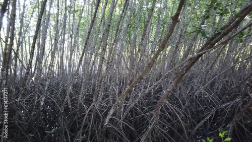 Panning footage of a mangrove forest show the roots at low tide. photo