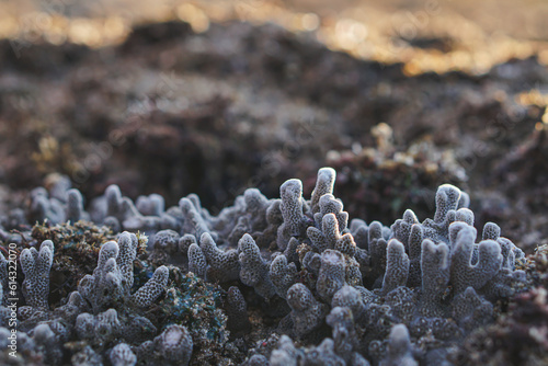 Beautiful coral on the beach 