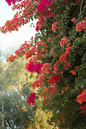 Orange and red bouganvillea growing side by side in a Spanish street