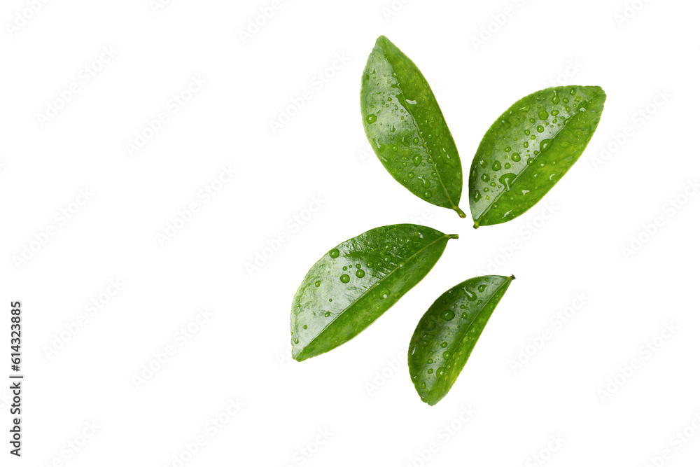 green leaves isolated on white background