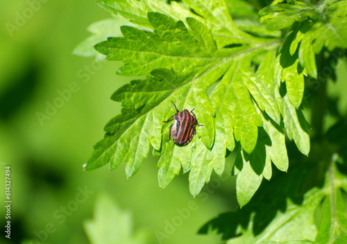 Striped bug on a green leaf on a May morning. Moscow region Russia