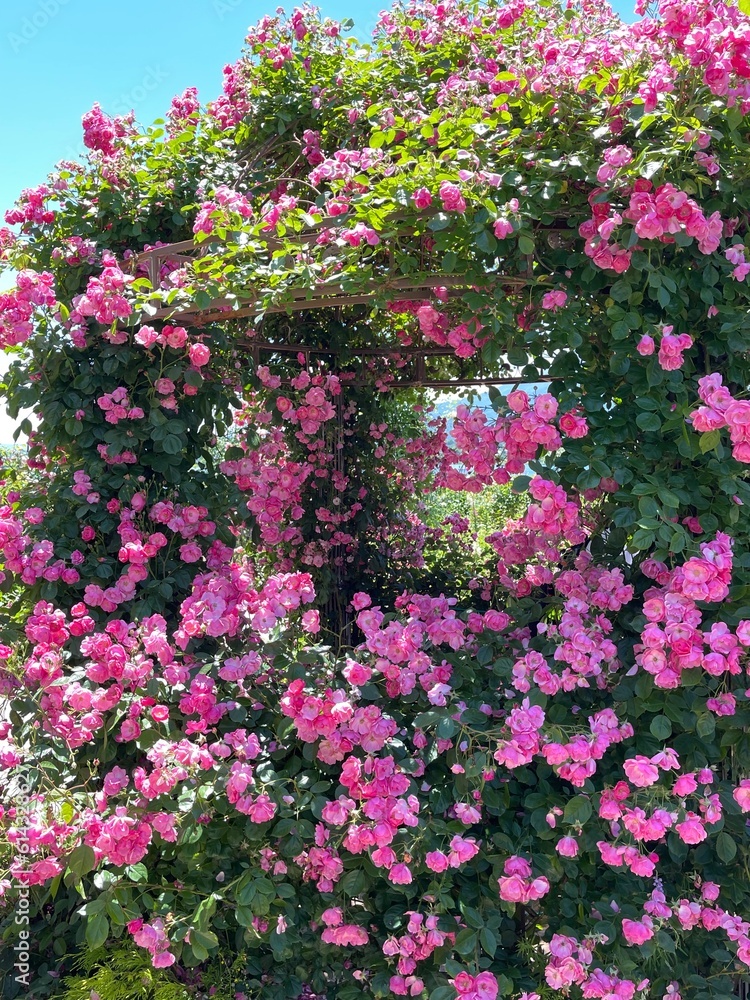 This flower blooms in June This flower blooms in June