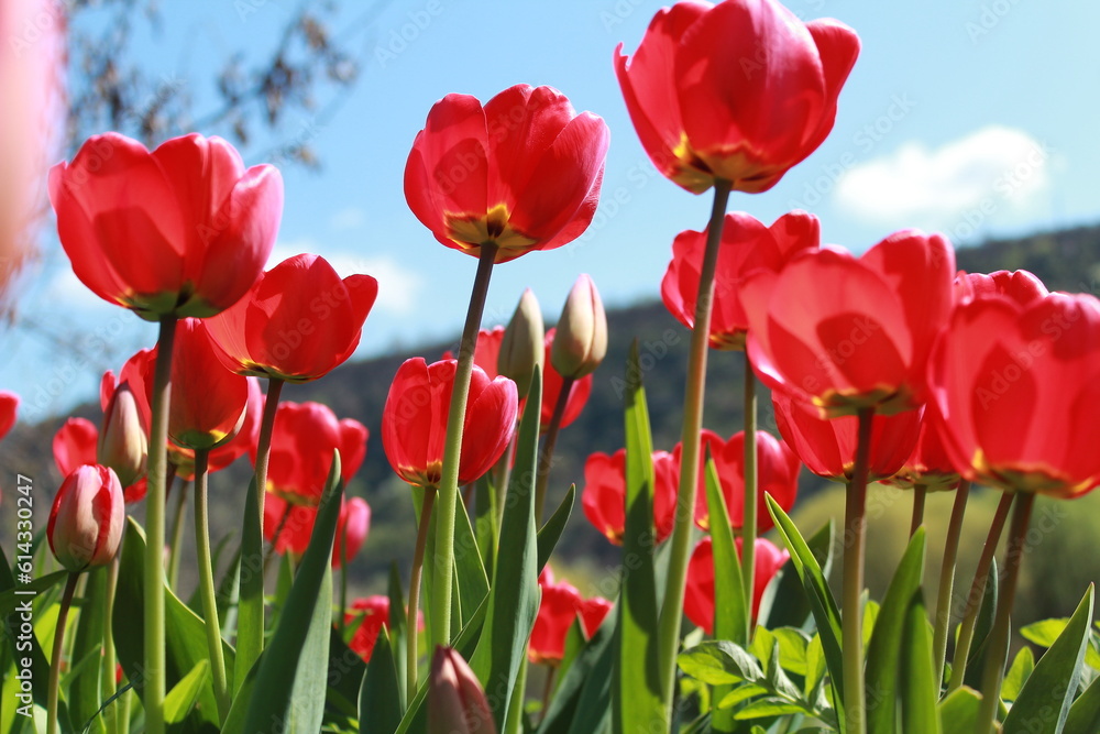 spring red tulips in a rustic garden