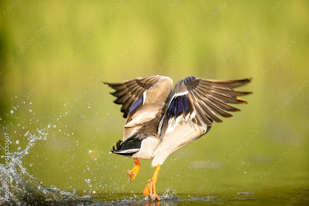 great crested grebe in flight