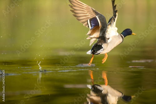 great crested grebe