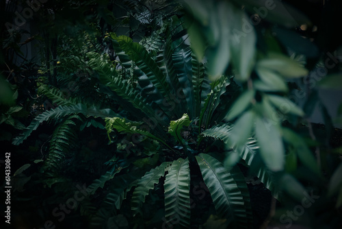 Nature background from fern green foliage leaves and plant garden. Natural serene atmosphere. Beautiful dark green environment.