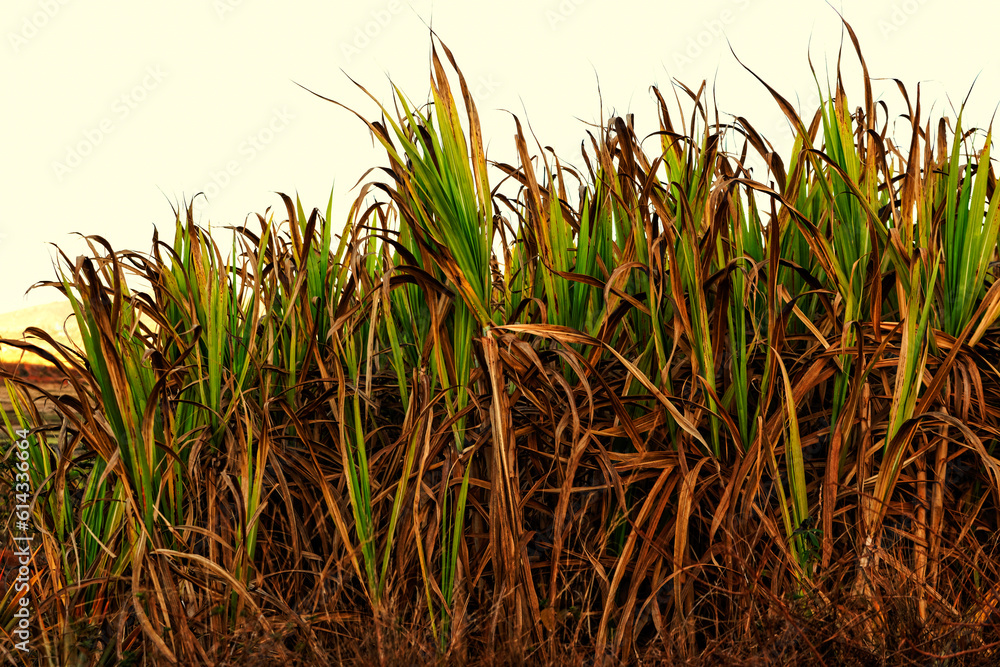 Fototapeta premium Champ de canne à sucre