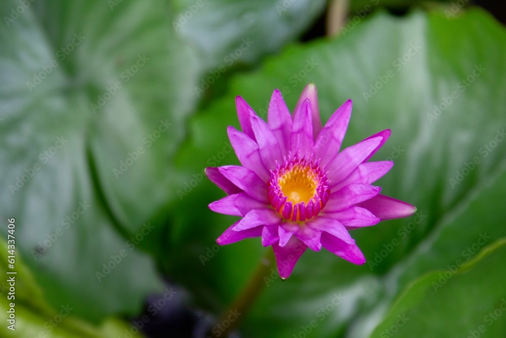 pink lotus flower