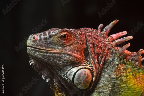 Close up portrait of green iguana male on black