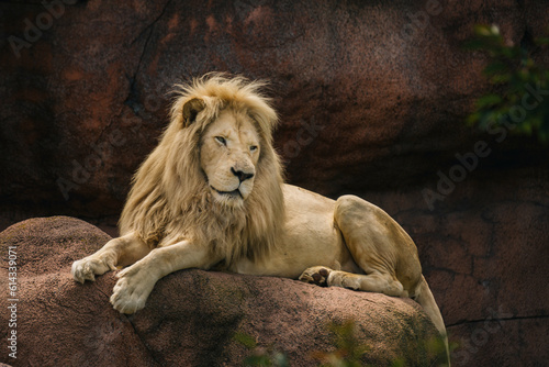 lion laying on rock