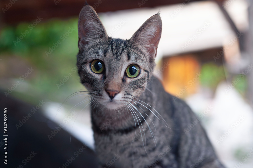 Fototapeta premium Tabby cat closeup