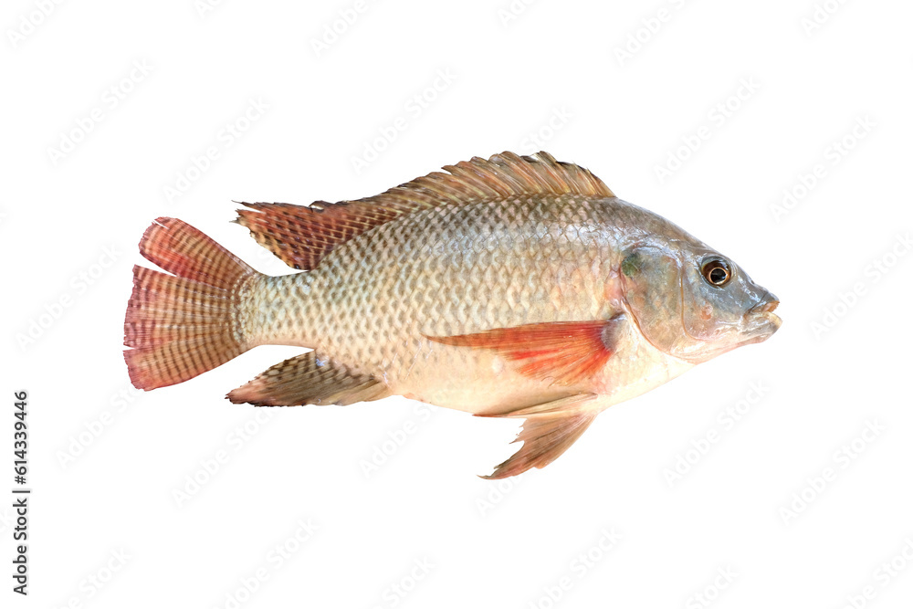 Fototapeta premium Fresh Tilapia fish isolated on transparent background top view, PNG File