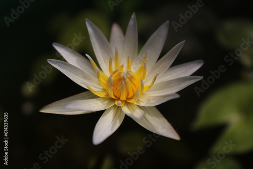 isolated water lily flower with water drops